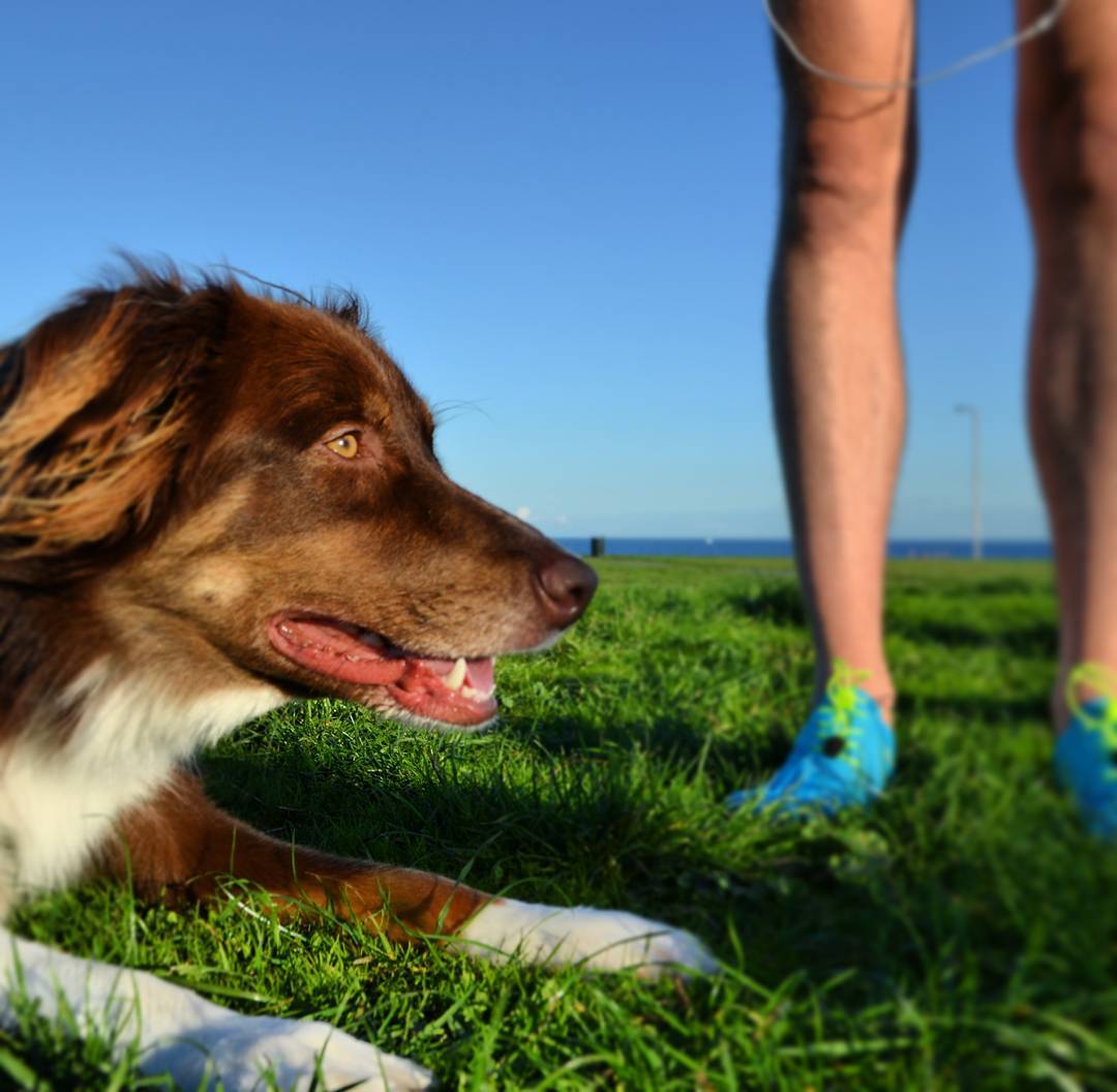 A brown and white dog's head and front paws are at the forefront and to the left and a woman's legs are in the back in blue runners. They are on green grass with a bright blue sky. The photo was taken at Dallas road in Victoria.