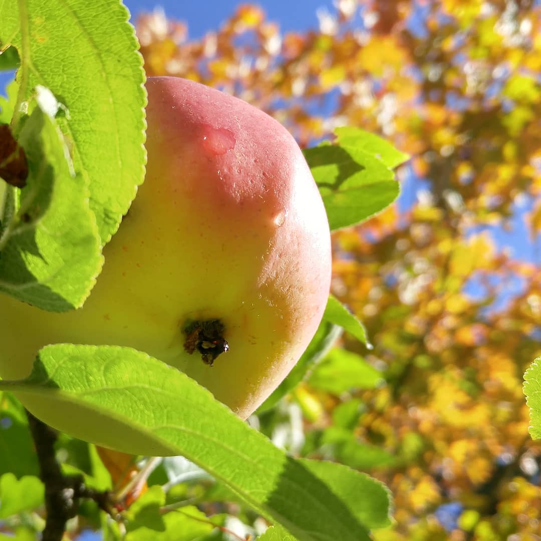 A ripe apple hangs from a backyard apple tree in Victoria, BC.