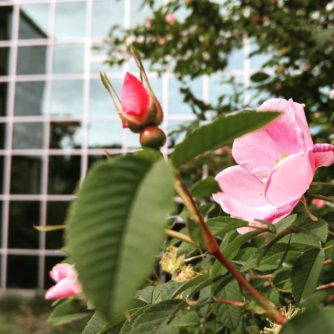 A macro shot of a light pink wild rose, with a darker pink bud out of focus in the foreground. Beyond the rose bush is the glass wall of a building, reflecting trees and a cloudy sky.
