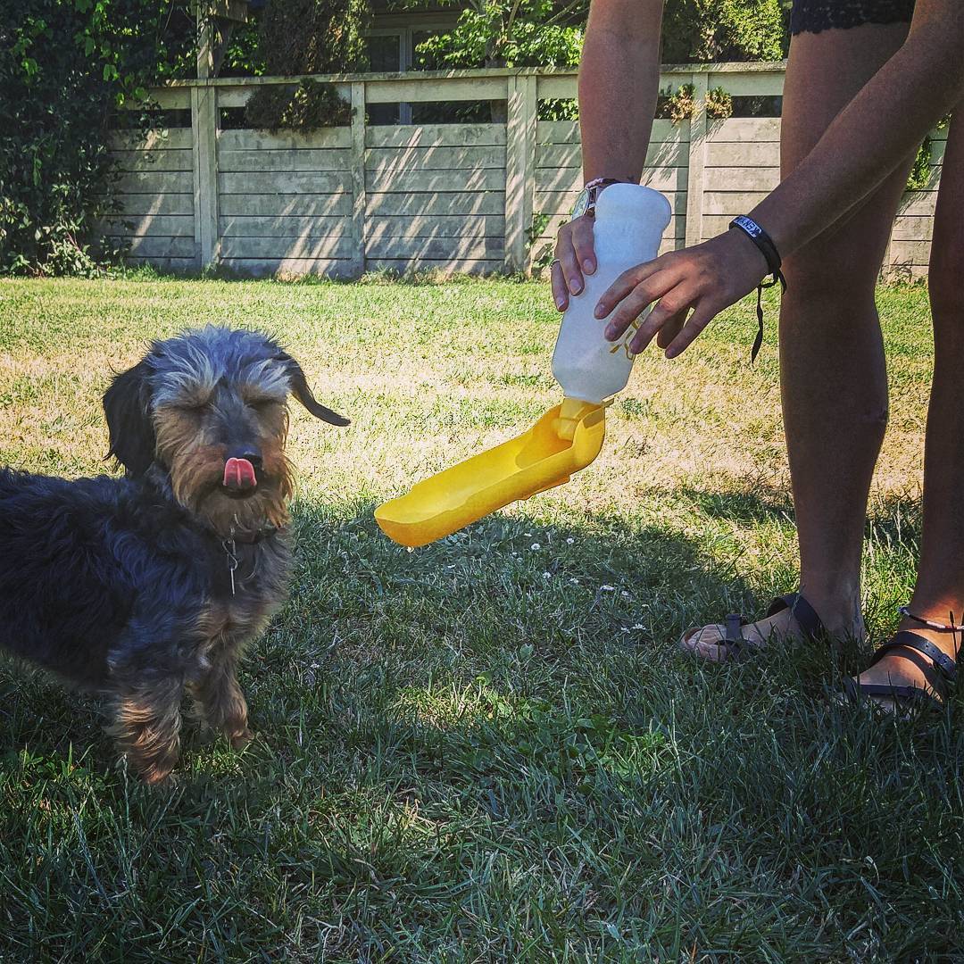 Rooka, a small black and tan terrier-type dog, licks their lips while their human offers them water from a bright yellow dispenser.