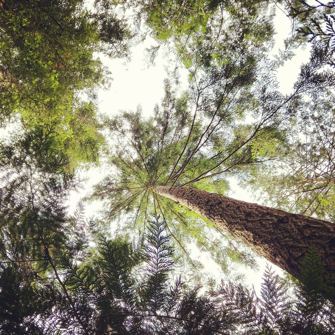 A photo taken straight upwards of a tree canopy, with green foliage far above and a white sky beyond.