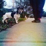 A small black and white dog is looking at the camera from the left and standing on the grass beside a sidewalk. On the right are a pair of legs, which we can see up to the upper thigh. In the background is a light sky and there are also some evergreen trees.