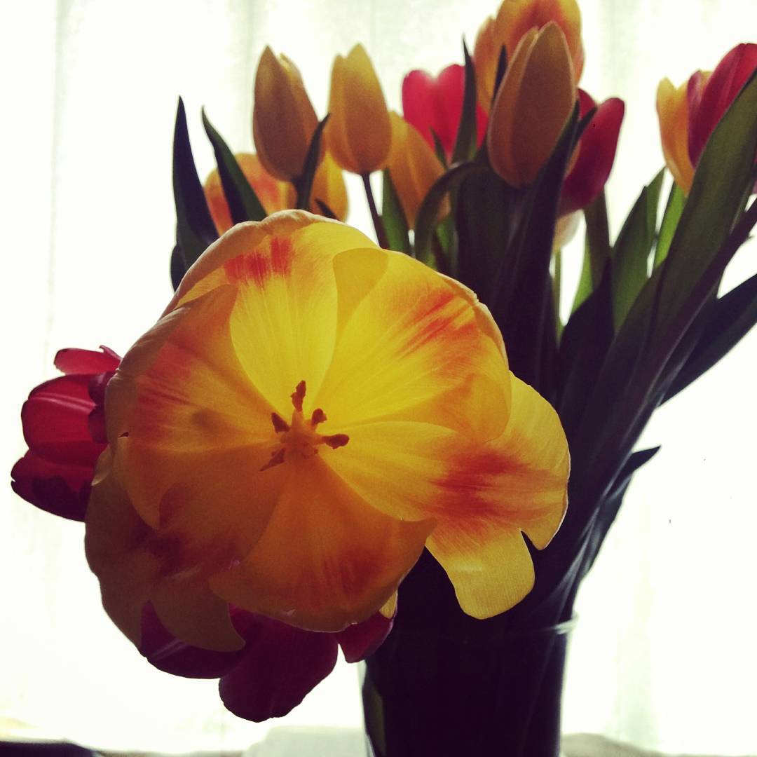 A bouquet of yellow and red tulips in a glass vase, which we see only the top of, set against a white background. Slightly left of center is the focus of the picture, which is a yellow blossoming tulip. It is sticking out from the others and bent to that the center of the flower is facing the camera. It is bright yellow with a small patch of red on each petal.