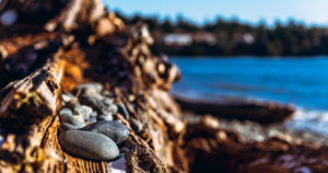 A giant cedar logs rests on a beach near Victoria, British Columbia.