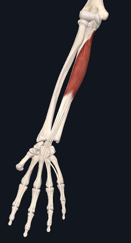 A graphical representation of the flexor digitorum profundus, a tendinous structure in the forearm.