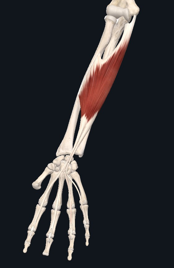A graphical representation of the flexor digitorum superficialis, a tendinous structure in the forearm.