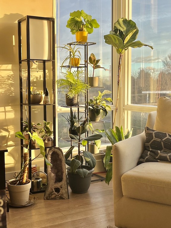 Rachel Kirkham's plant collection on a sunny afternoon in her living room.