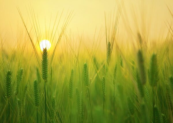 Sunrise over a barley field.