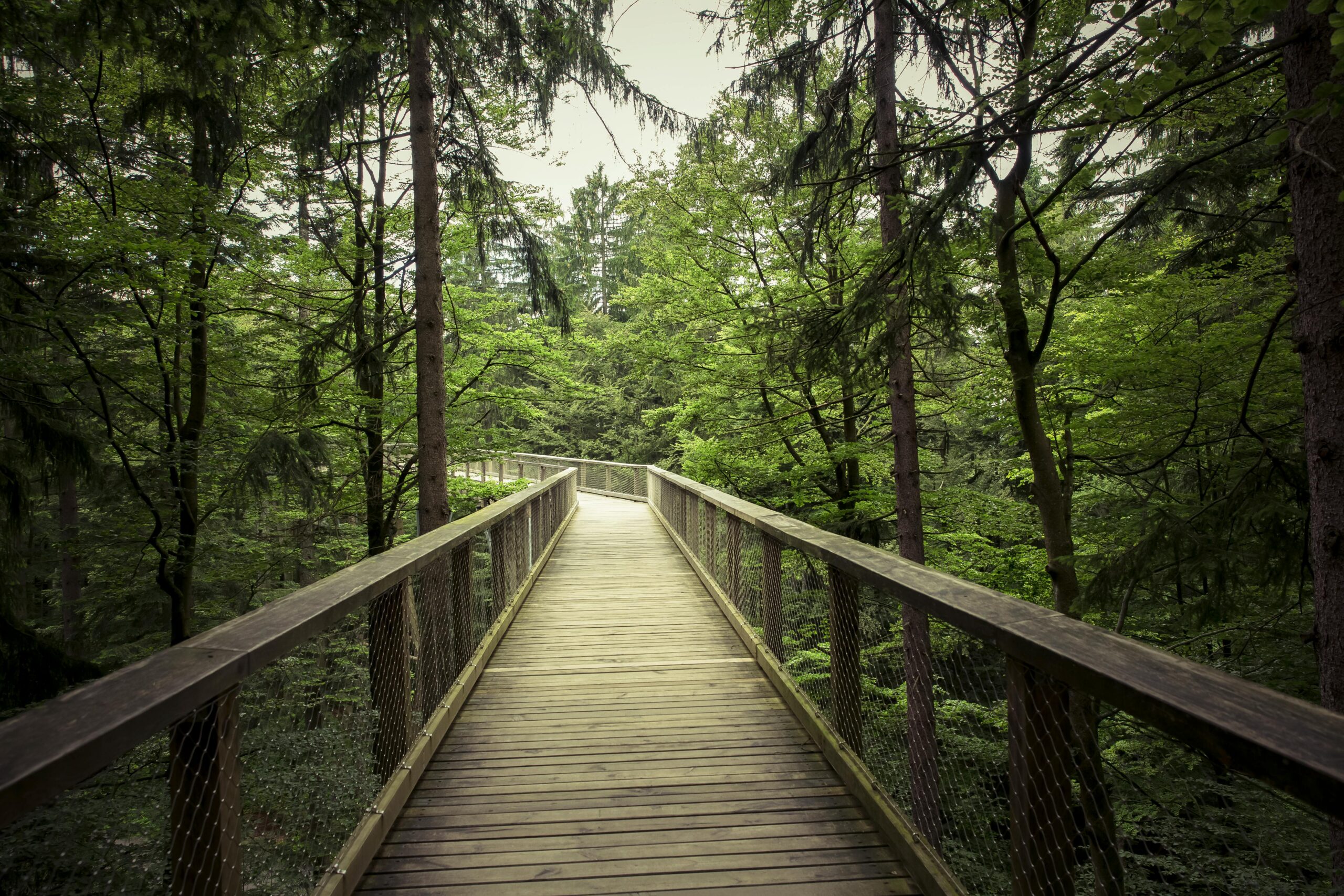 A wooden boardwalk winds through a green forest.