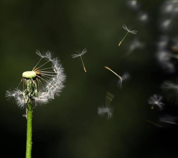A dandelion flower with its seeds blowing away.