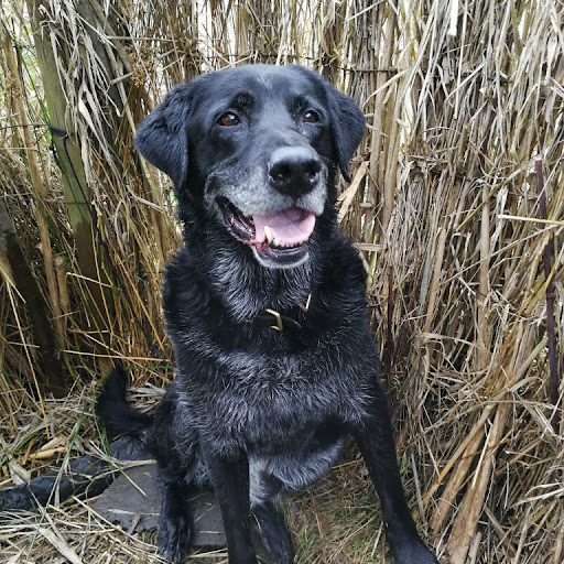 Herb Wagner's profile photo on Google Reviews, showing his black lab dog in a field.
