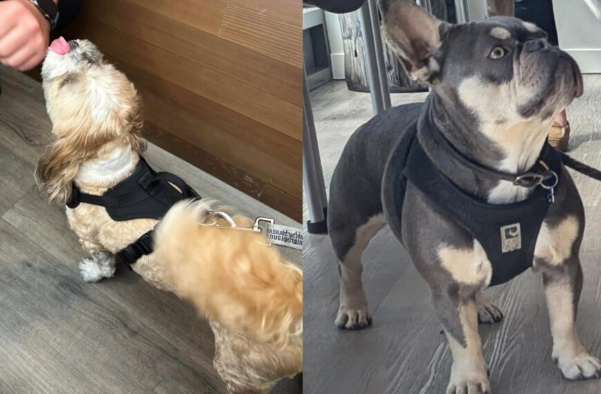 Close ups of small dogs hanging out at the Westshore Arbutus clinic.