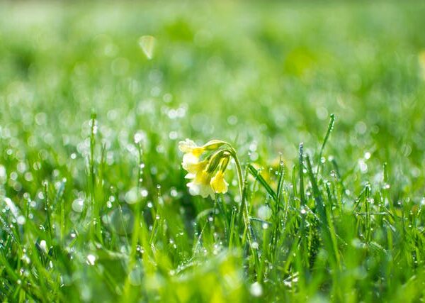 Dewy flowers on green grass.