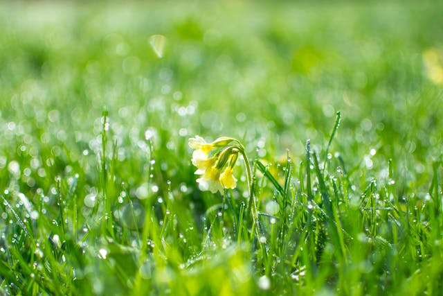Dewy flowers on green grass.