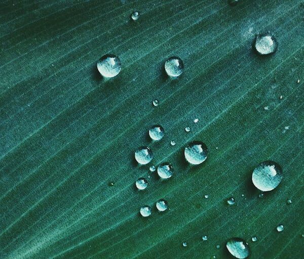 Water drops bead on top of a green leaf.